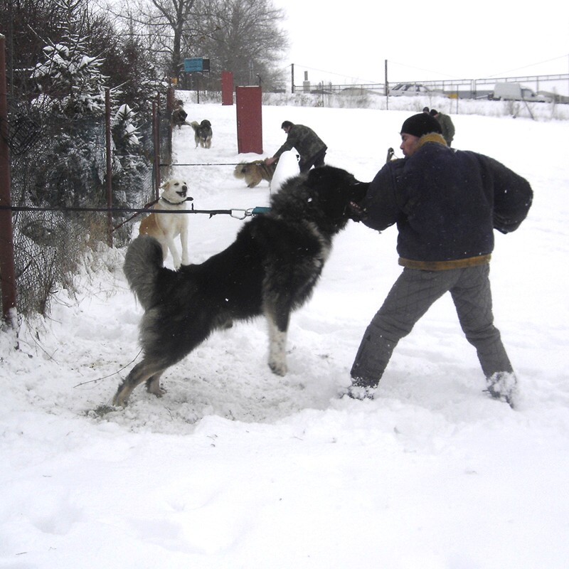 zizice 17.1.2010 034.jpg